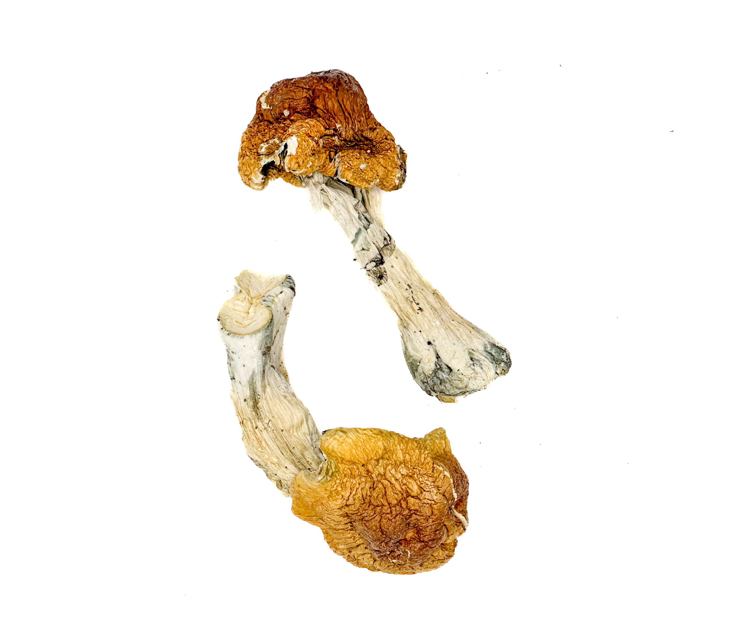 Magic Mushrooms In Texas: Legal Status & Potential Risks - 62prdlc